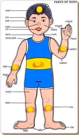 Parts of Body - Boy with Knob